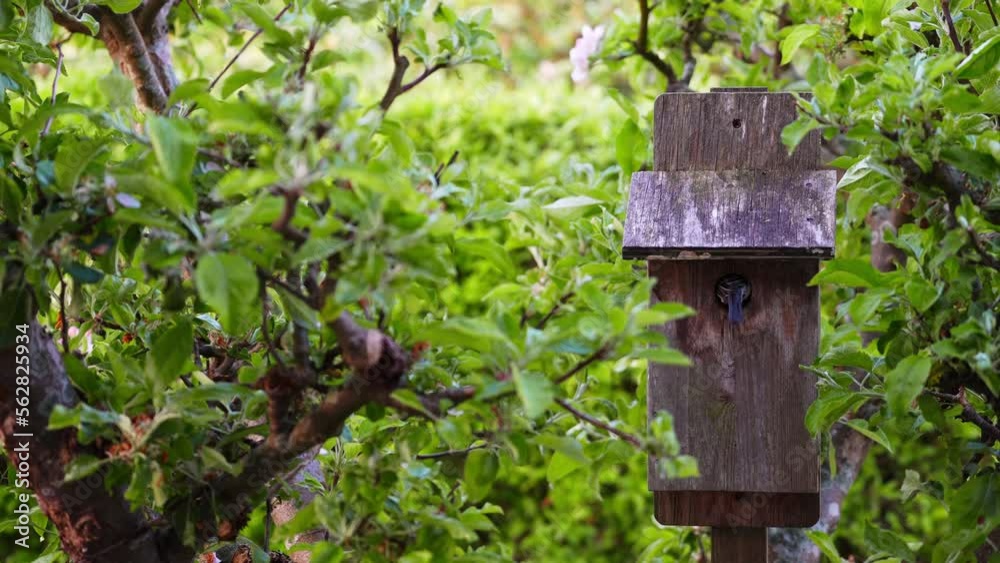 Great Tit Bird Flies And Enters A Birdhouse Great Tit Bird Flies And Enters A Birdhouse