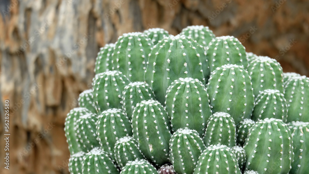 Closeup photo of a green cacti cluster, growing closely together. Closeup photo of a green cacti cluster, growing closely together.