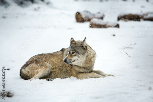 Gray wolf in the snow © TOKAJGUIDE