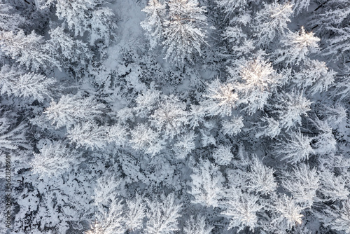 Aerial photo of the winter forest. Beautiful woodland landscape with trees in the snow. Top view of snow-covered larch trees. Cold snowy winter weather. Travel to the Far North. Natural background.