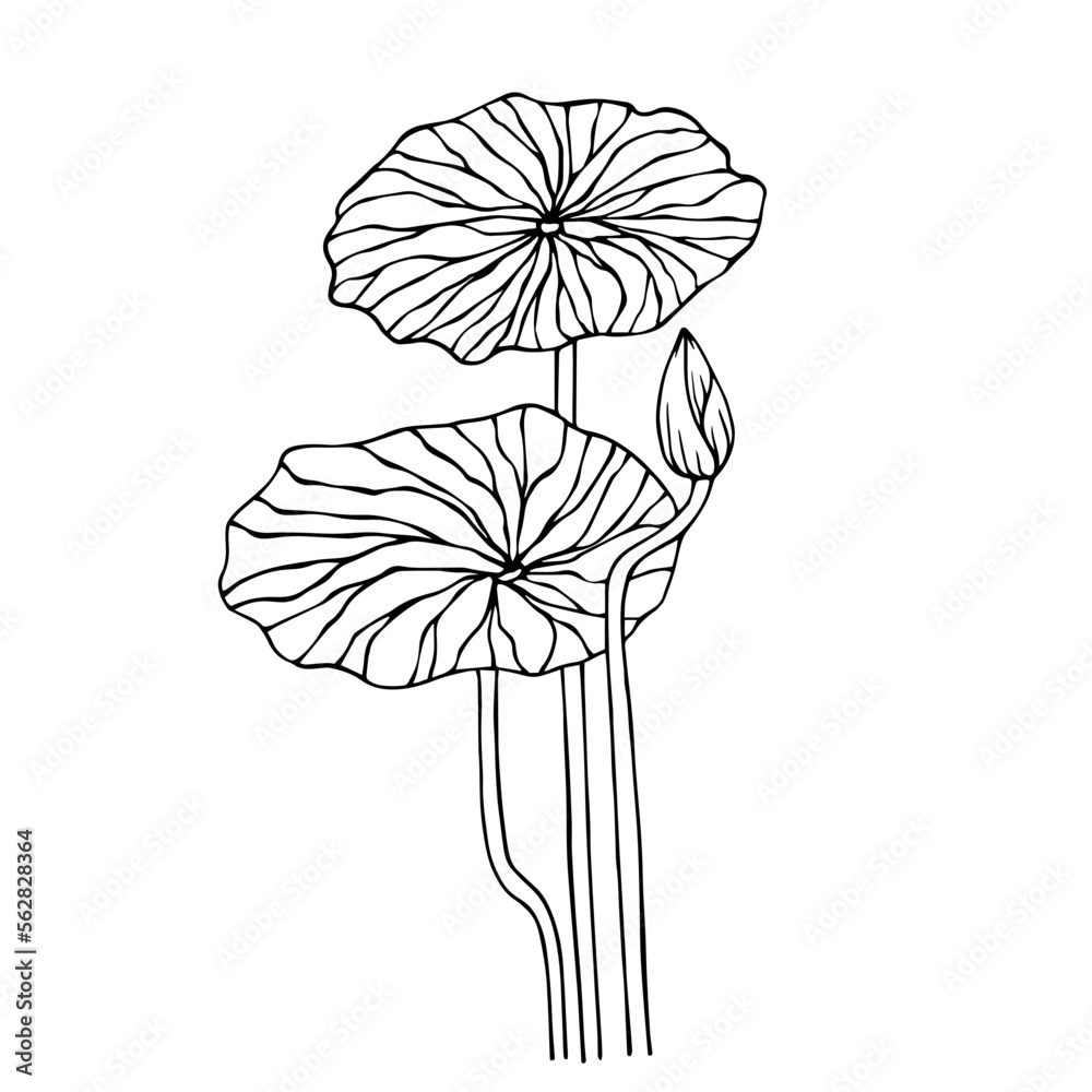 Hand drawn graphic lotus flowers | Lotus flower art, Lotus drawing, Lotus  art