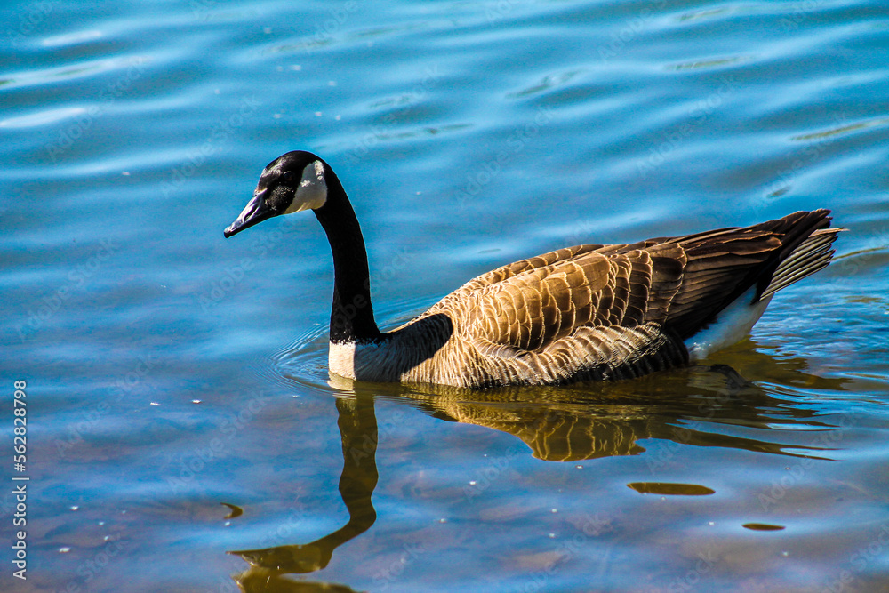 country goose swimming country goose swimming