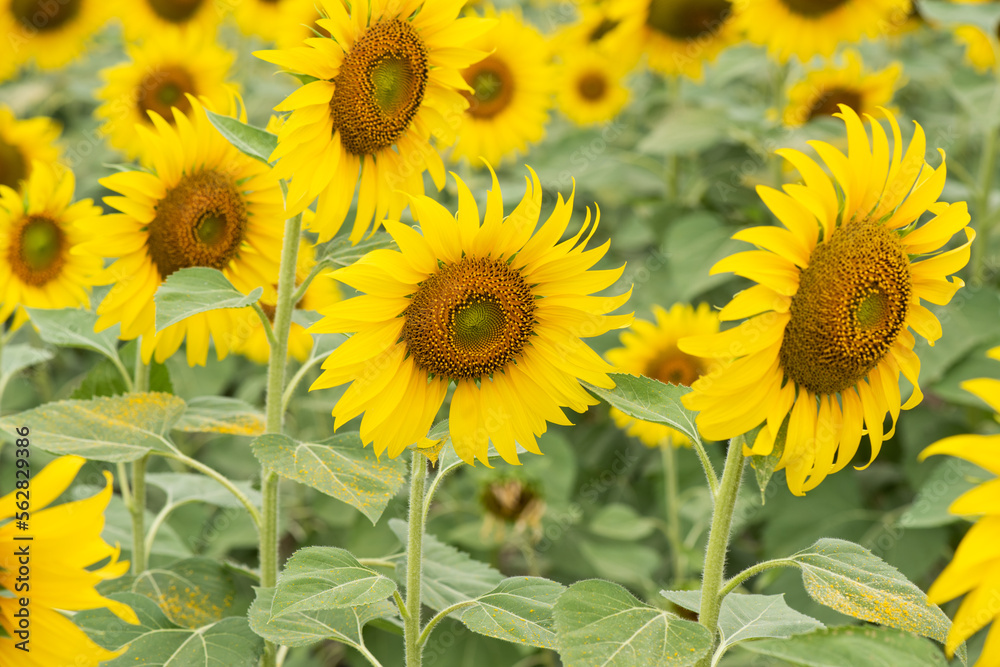 Smart famer with sunflowers field on nature background.