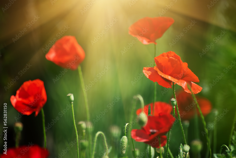 Obraz premium Red spring poppy