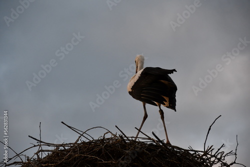 Hinteransicht Storch auf Nest photo