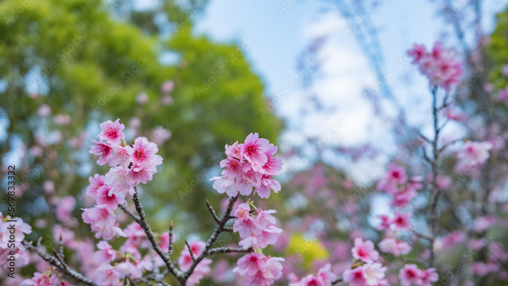 沖縄で日本一早く開花し始めたピンク色の寒緋桜の花	