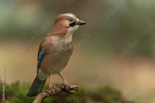 Eurasian Jay (Garrulus glandarius) on a branch in a forest of Noord Brabant in the Netherlands. 
