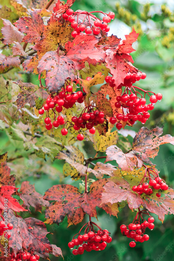 Shrub of red viburnum with ripe berries close-up. Vertical orientation. Shrub of red viburnum with ripe berries close-up. Vertical orientation.