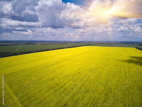 Landscape view from drone  Bright yellow field with rapeseed flowers. Blue sky with white clouds.