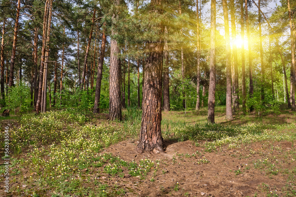 Trunks of pine trees illuminated by sunlight in a green coniferous pine forest Trunks of pine trees illuminated by sunlight in a green coniferous pine forest