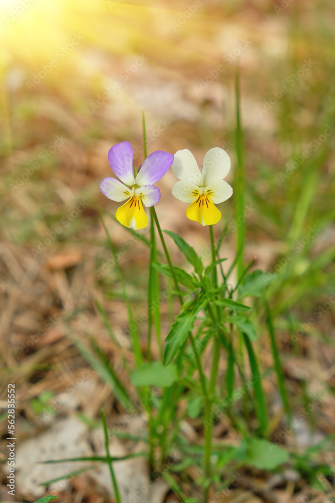 Spring awakening of flowers and vegetation in the forest on background of the sunset shine