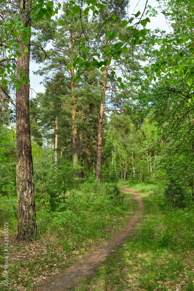 Obraz premium Beautiful landscape with pine forest and dirt road. Ecologically clean place with fresh air.