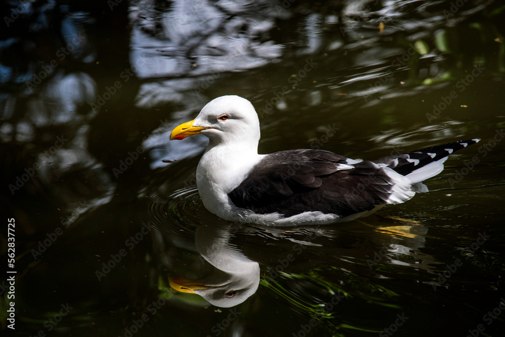 Fototapeta premium Kelp Gull (Larus dominicanus)