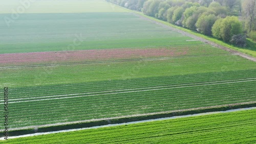Aerial  orbiting drone shot of a tulip field in Zeewolde, The Netherlands photo