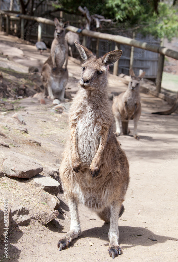 Fototapeta premium The Kangaroo In Tasmania's Kangaroo Preserve