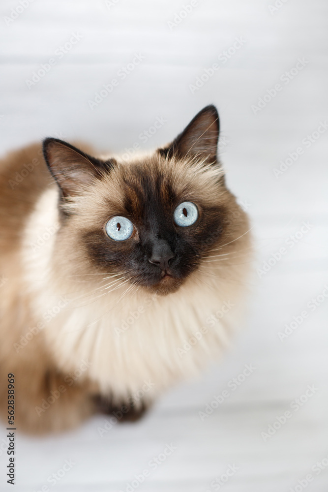 longhair cat with blue eyes. view from above
