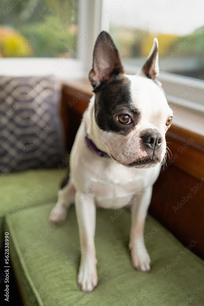 Boston Terrier dog sitting on a green cushioned bench in a bay window. Boston Terrier dog sitting on a green cushioned bench in a bay window.