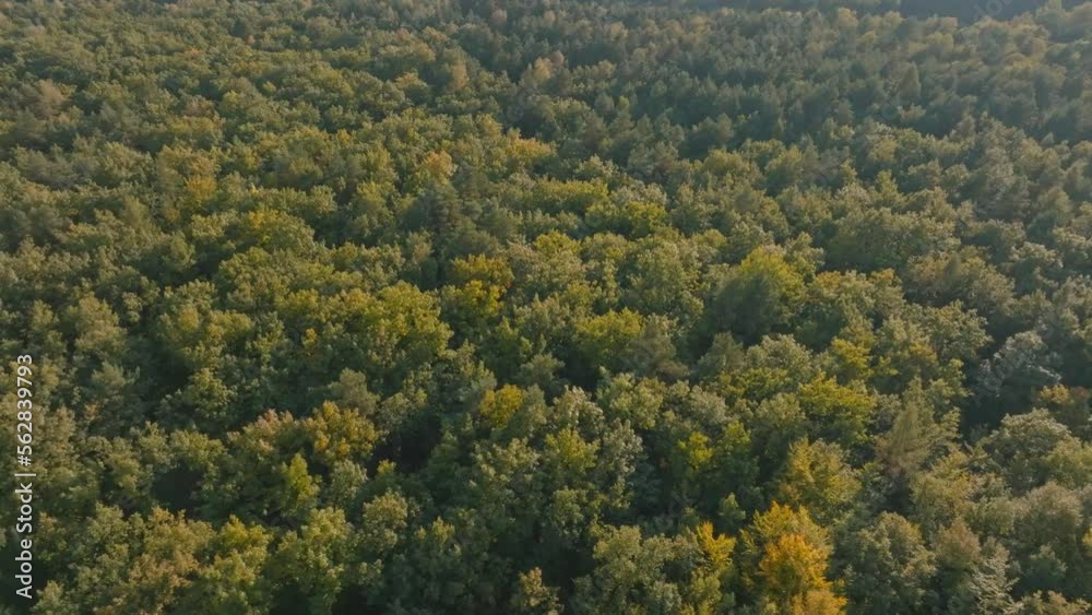 View of the forest from the air. The concept of sunset over the forest. Nature and trees as seen from a drone. View of the forest from the air. The concept of sunset over the forest. Nature and trees as seen from a drone.
