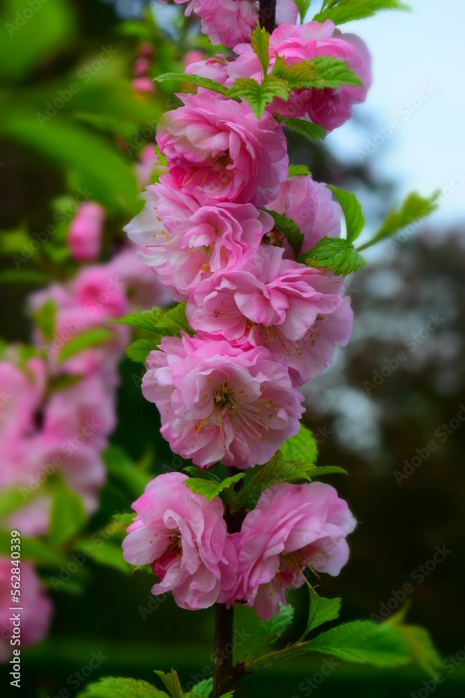 Pink double cherry blossom flower close up. Spring columnar Prunus Serrulata. Pink double cherry blossom flower close up. Spring columnar Prunus Serrulata.