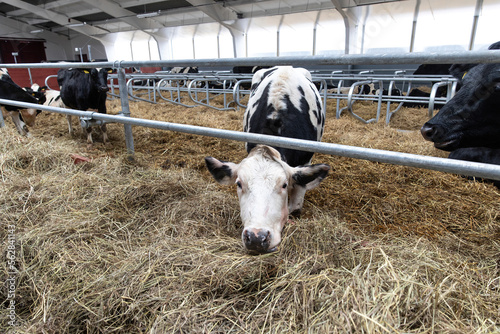 Cows eat hay in the barn on the farm. Meat dairy complex. © Studiomiracle