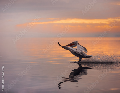pelican landing at sunset on the sea © Agata Kadar