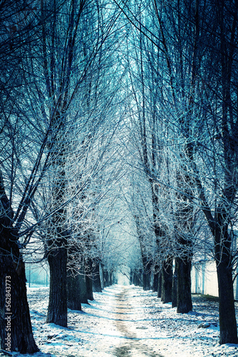 winter nature background with frozy flowers with snow photo