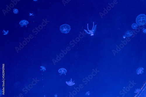 Sea and ocean jellyfish swim in the water close-up. Illumination and bioluminescence in different colors in the dark. Exotic and rare jellyfish in the aquarium.