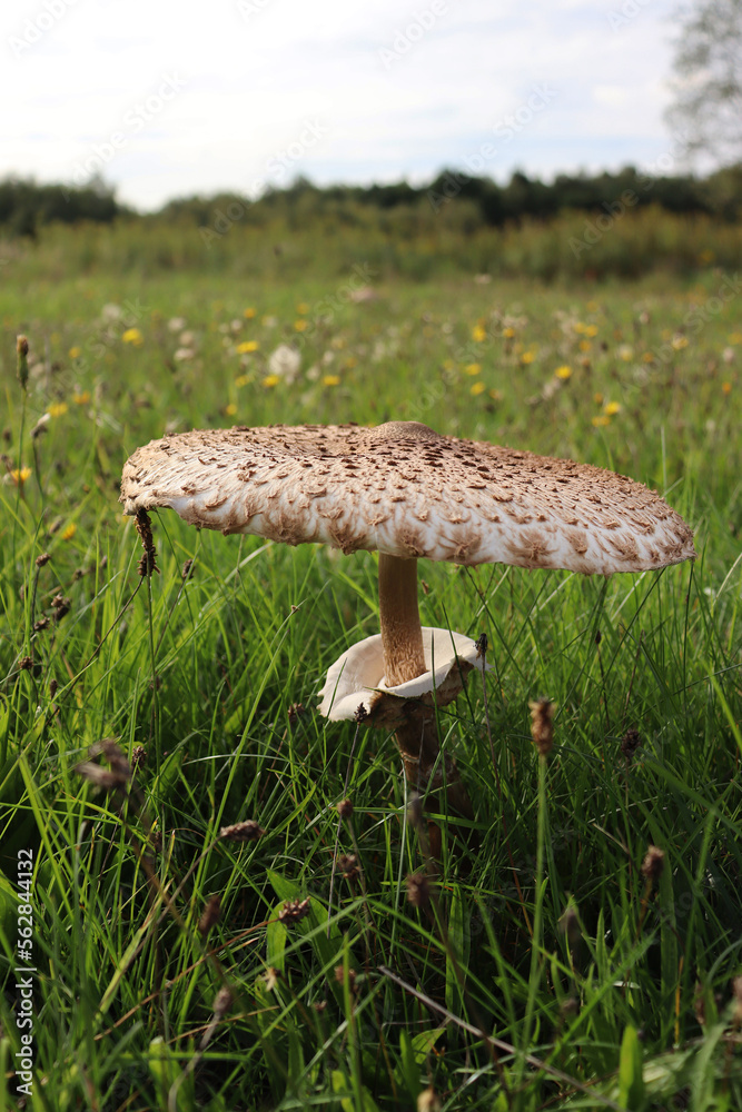 parasol mushroom in the grass