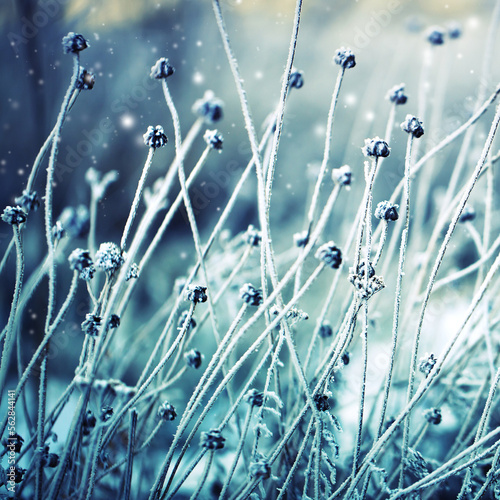 winter nature background with frozy flowers with snow