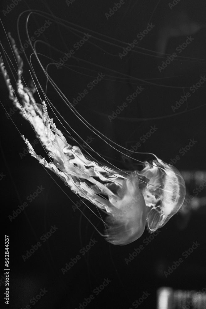 Rare Black Jellyfish