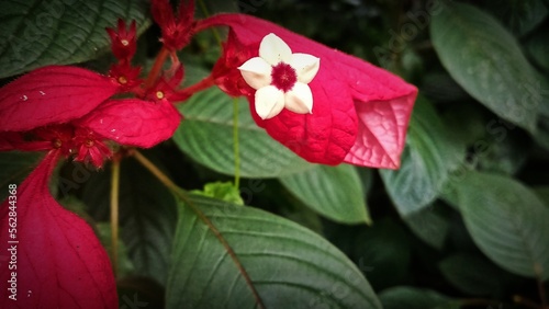 Foto A striking tropical flower with vivid red bracts and a delicate white star-shape