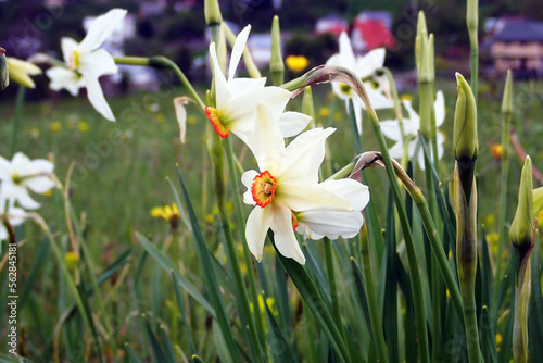 Pheasant's eye white wild flower - Ctenochaetus tominiensis
 photo