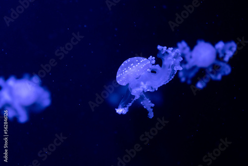 Sea and ocean jellyfish swim in the water close-up. Illumination and bioluminescence in different colors in the dark. Exotic and rare jellyfish in the aquarium.