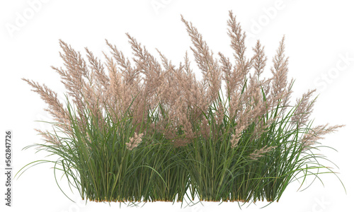 silver grass isolatde photo