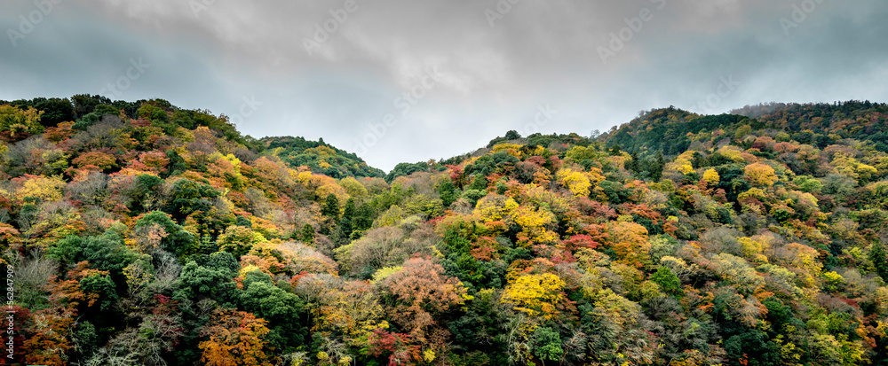 Kyoto foliage in Autumn Koyo