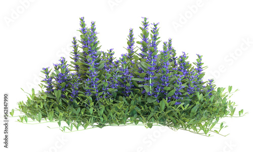 Various types of flowers grass bushes shrub and small plants isolated	