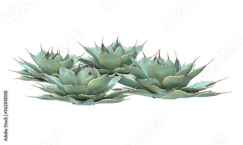 variety of Agave parryi, Parry's agave, mescal agave photo