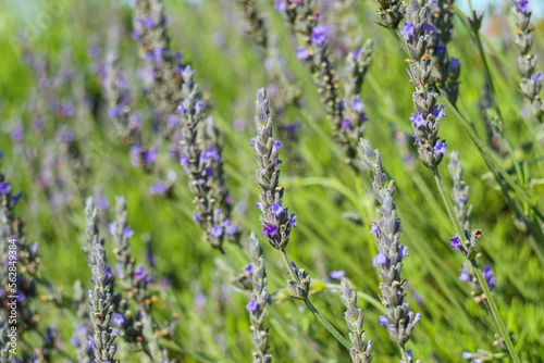 Lavender flowers in bloom close-up  beautiful floral background
