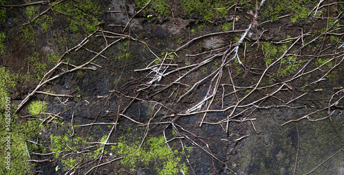 Black stained and green moss on concrete wall with dried vines all over surface