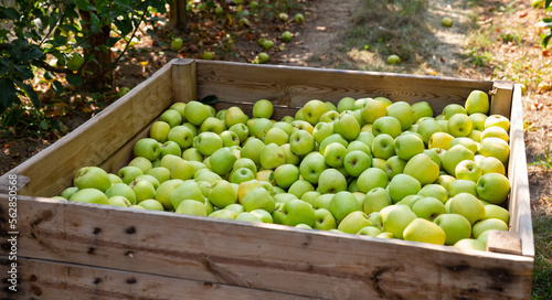 Ripe apples in a wooden crate in the garden. High quality photo