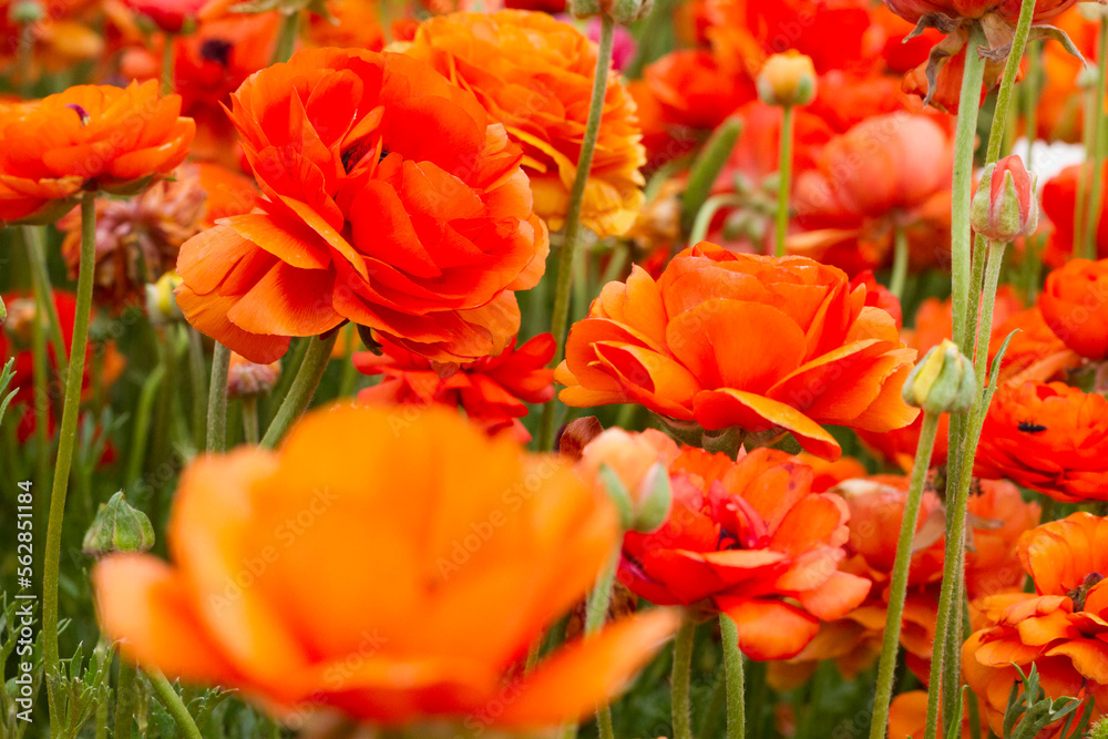 blossoming orange buttercup flower stand up in the middle of a field in Southern Israel blossoming orange buttercup flower stand up in the middle of a field in Southern Israel