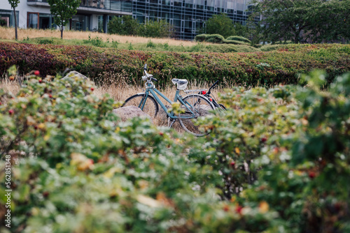 Photography bicycle and flowers