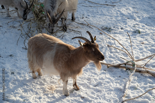 Goat in snow