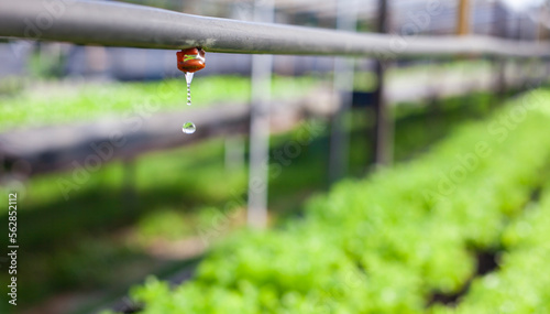 Drip irrigation system for growing hydroponic vegetables in the garden. Agriculture concept. photo