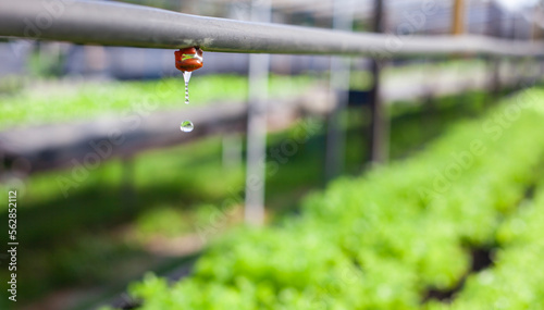 Drip irrigation system for growing hydroponic vegetables in the garden. Agriculture concept.