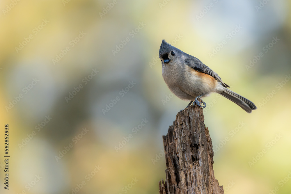 Fototapeta premium Tufted Titmouse Perched