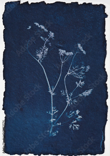 Cyanotype Flower - Wild Flower 