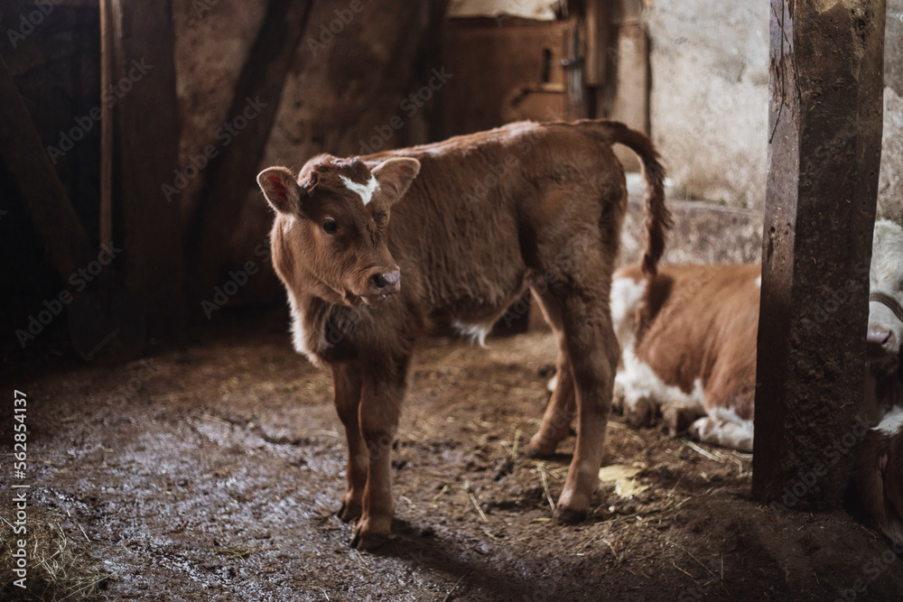 Close up view of newborn calf suckling mothers milk from udder teat at cattle farm.newborn calf Close up view of newborn calf suckling mothers milk from udder teat at cattle farm.newborn calf