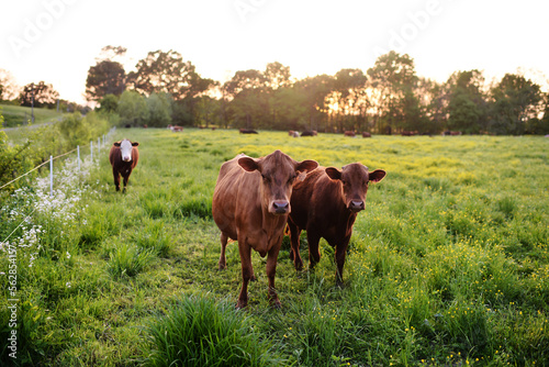 Brown Cows in a Green Pasture in Golden Evening Light