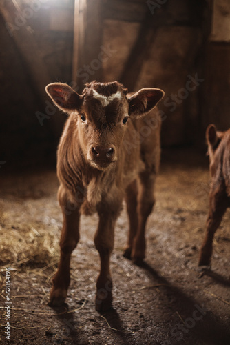 Close up view of newborn calf suckling mothers milk from udder teat at cattle farm.newborn calf
